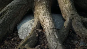 A tree root firmly wrapped around a rock in soft morning light.