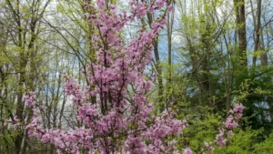 March outdoor events USA wishes and captions with a blank greeting card, sunglasses, reusable water bottle, and spring flowers on a neutral picnic blanket.